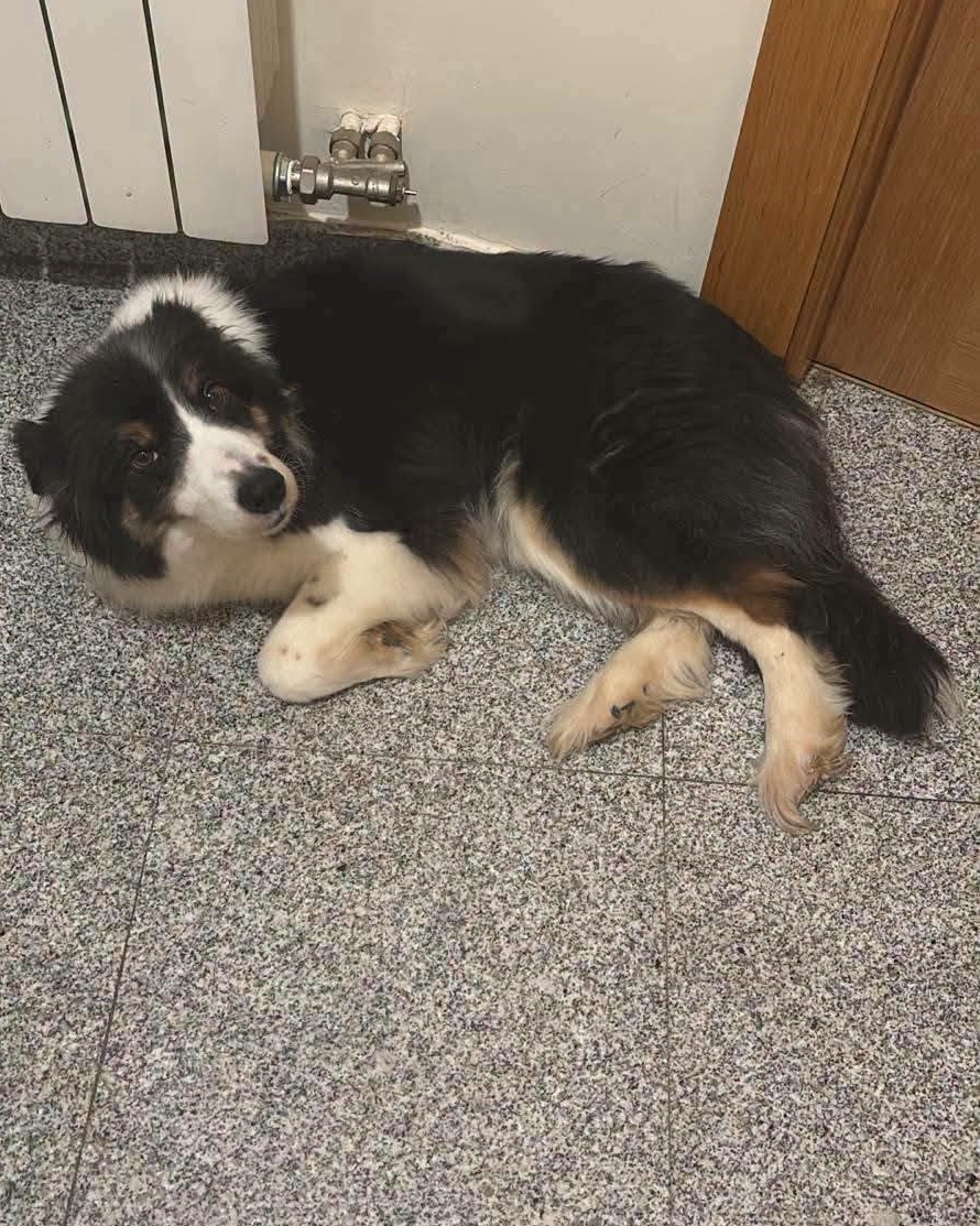 SosAbuelos1's tweet photo. #SALAMANCA
#KENIA es una preciosa perrita de 8 años. ¡Tiene buen carácter, es súper noble y, como veis en las fotos, preciosísima!

¡Busca adopción responsable, esta vez, una familia que sepa lo que es querer a un perro para siempre!

Contacto: protectorafundacionluna@gmail.com https://t.co/GUqAvkfJfu