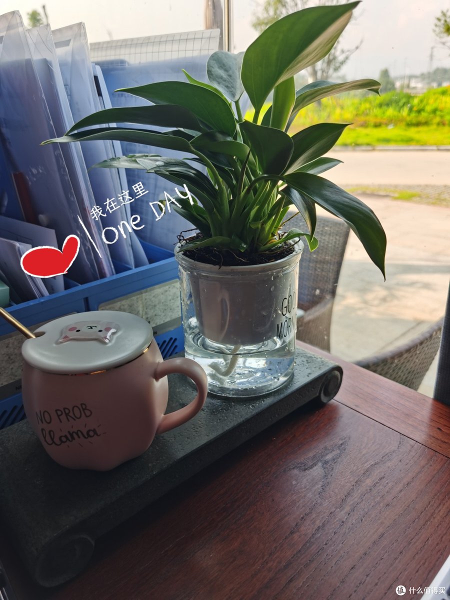 aerei889389's tweet photo. Just spent 10 mins staring at the office plant… is it growing faster than my to-do list https://t.co/z01zueKHS5