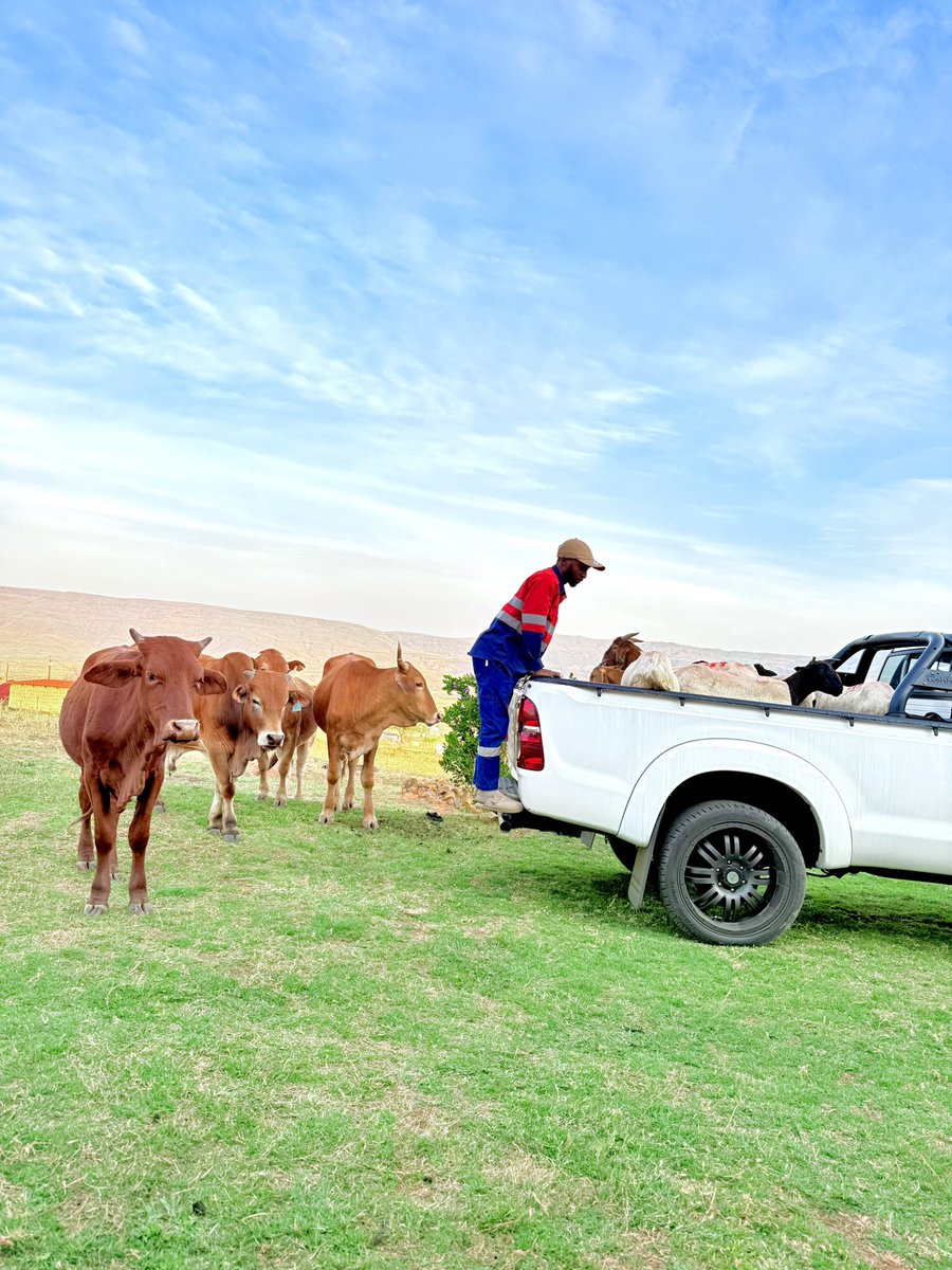 Lindough_RSA's tweet photo. it’s a journey 👨🏾‍🌾 https://t.co/JRzQoD3IJU