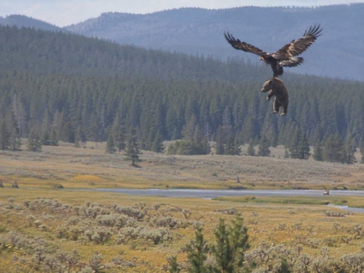 307casperplanet's tweet photo. Golden Eagle Carries Young Grizzly Out of Yellowstone

The bear made no attempt to steer. Officials expect both animals to reconsider the arrangement before Montana. https://t.co/nN0UkCTSUM