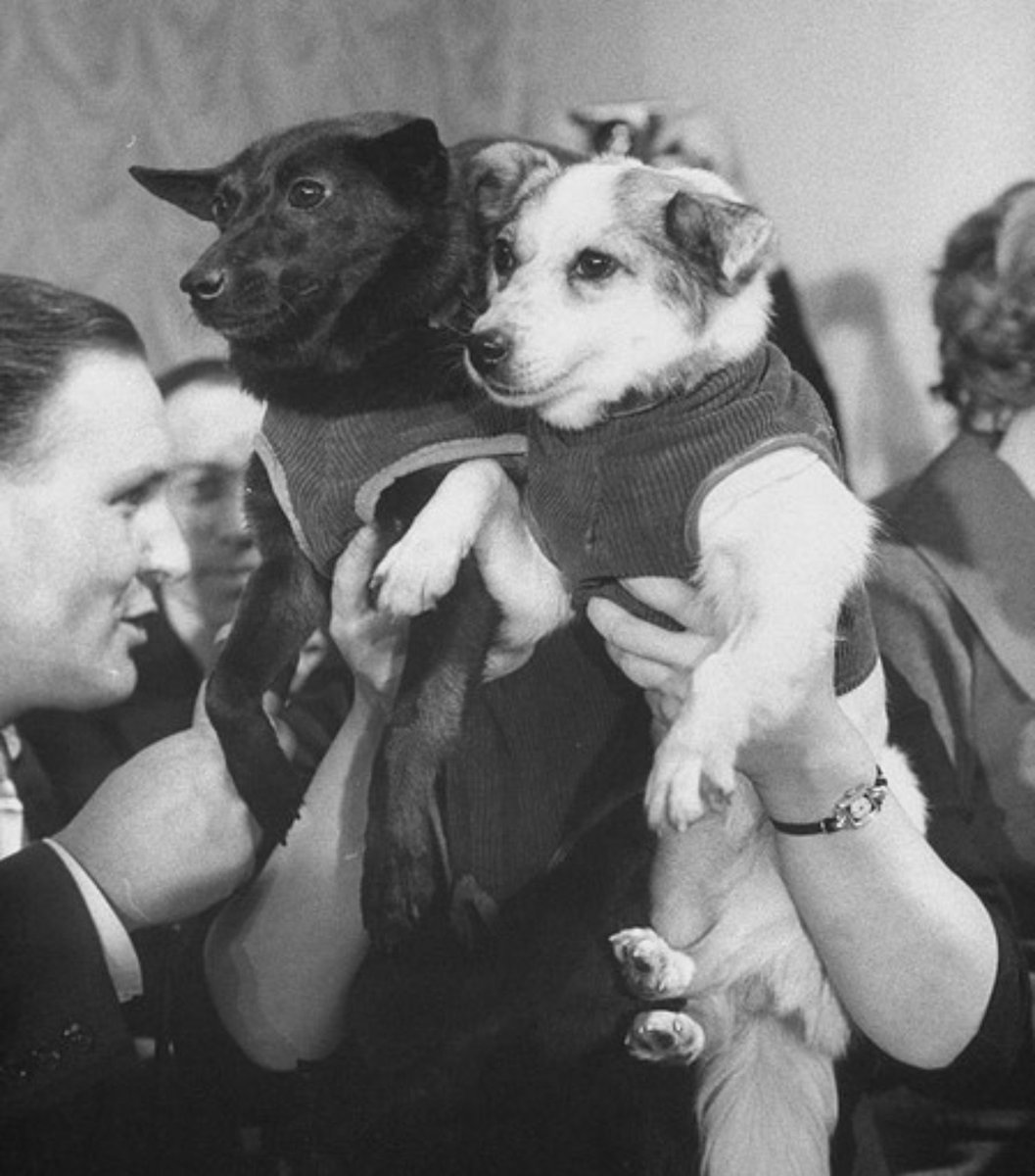 eastblocvisuals's tweet photo. Soviet space dogs, Chernushka on the left and Zvezdochka on the right, following their successful space missions, Moscow, 1961. https://t.co/2mRr6xfYQd