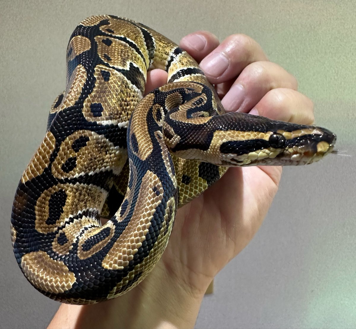 animal_KOBAR's tweet photo. ボールパイソン ノーマル メス(日本CB)新入荷です🆕🐍
マウス食べてます‼️
#札幌爬虫類 #animalkobar #アニマルコバー #コバー #札幌爬虫類ショップ #ボールパイソン https://t.co/NurD1TwFSM