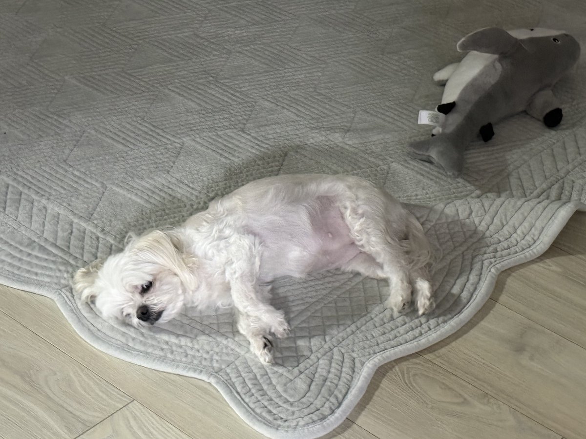 lumcs08's tweet photo. 푸데데 https://t.co/5JWBTjzGNl