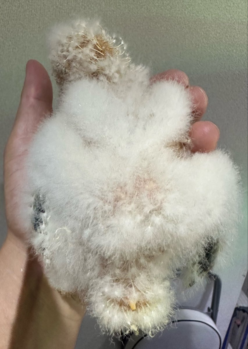 animal_KOBAR's tweet photo. メンフクロウのわたわたヒナが入荷しました🆕🦉
とっても可愛く、今から育てると良くなれると思います😉
ヒヨコをもりもり食べてます🐥
#札幌爬虫類 #animalkobar #アニマルコバー #コバー #札幌爬虫類ショップ #メンフクロウ https://t.co/7Q1enHr7IH