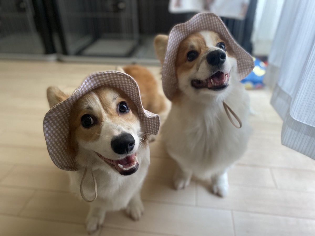 _Ahiver's tweet photo. 出張中におくられてくる写真かわいい https://t.co/j5ZbJ9i3jT
