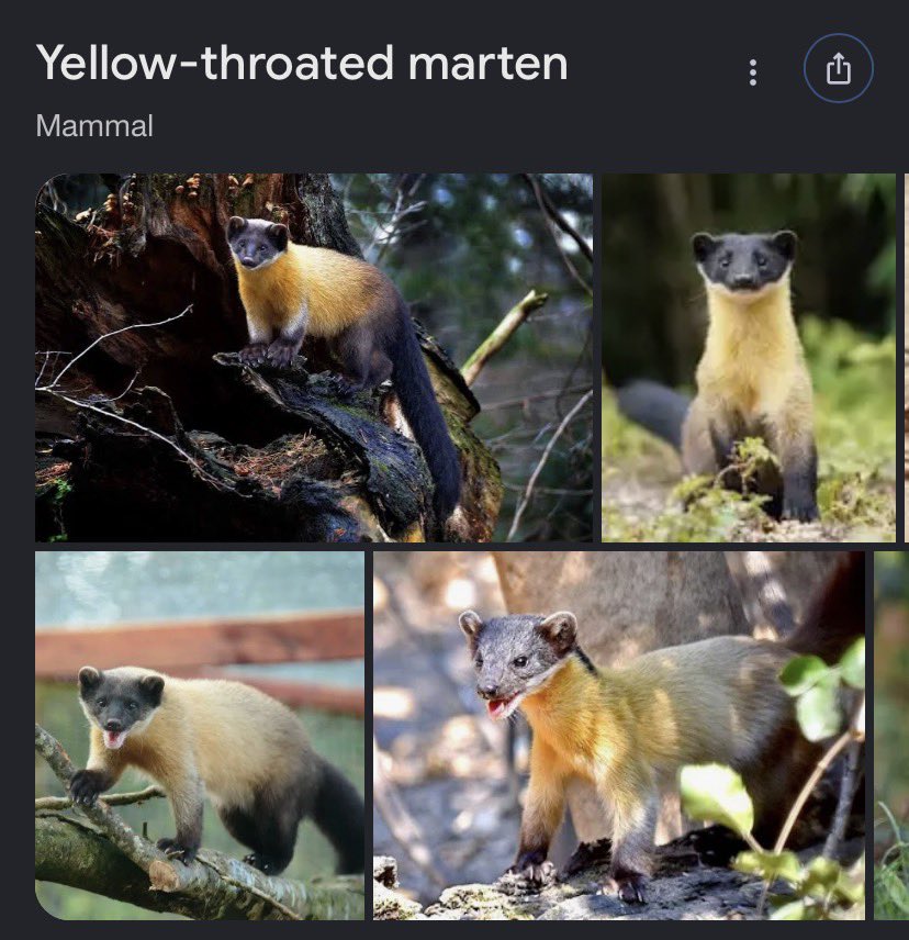 puppymarten's tweet photo. whoever named this thing 👇 was spot on like true. that is a marten with a yellow throat https://t.co/QWjvJSRz98