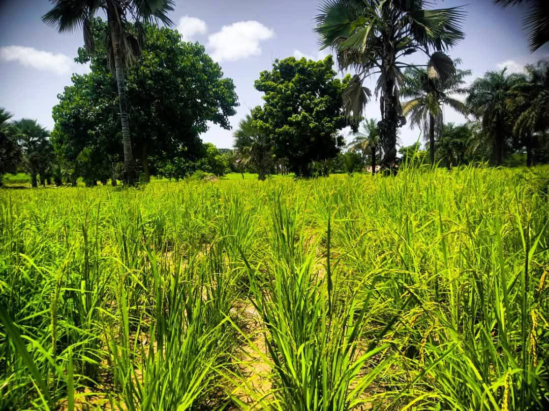 P2P2rs's tweet photo. Bullanjorr, Foni Bintang Karanai, WCR, rice fields visited by P2-P2RS signal a promising, visible harvest. 
"We are very thankful to P2-P2RS for the support given to us, ranging from certified seeds, ploughing, and fertilizer, to agrochemicals," said Sambujang Darboe. https://t.co/S6GuhcWyoV