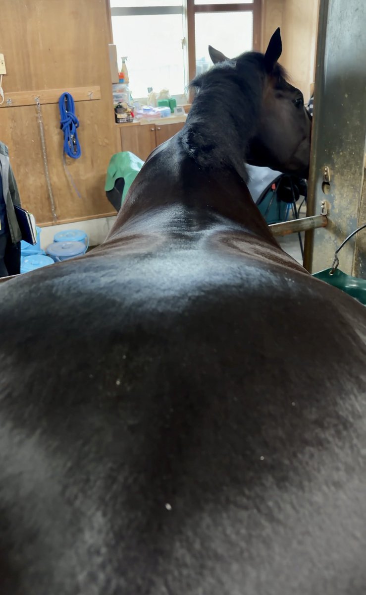 nikkan_ota's tweet photo. これがロブチェンの原動力「平たい背中」です↓

房野助手にご提供いただいたのですが、まさに担当者でないと撮れない貴重な写真…

「平たさ」がよくわかります！

記事👇もぜひご覧ください。
https://t.co/1fCV8vU9hf

（↓実はカメラ目線？） https://t.co/HSsX6yWI3j