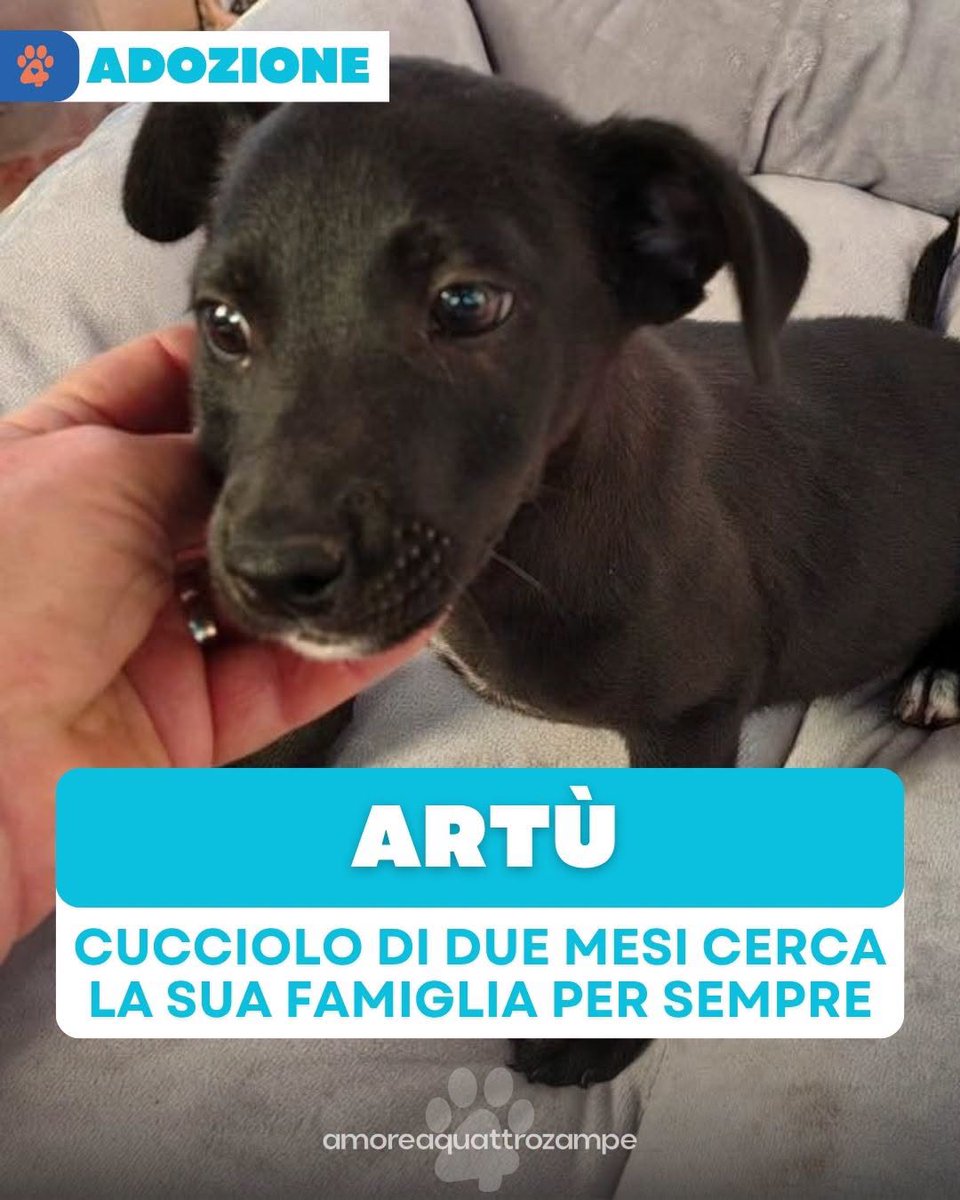 Amore4Zampe's tweet photo. L'affidamento avverrà al termine dell'iter vaccinale e prevede modulo di adozione, preaffido, microchip e vaccinazioni.
Artù si trova in stallo a Salerno.
Per informazioni sull'adozione: 331 436 9991 https://t.co/qvn5BMTO8I