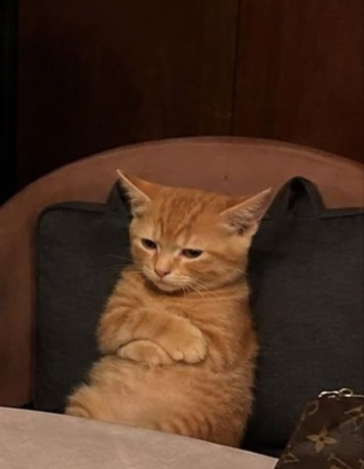nekocatts tweet picture