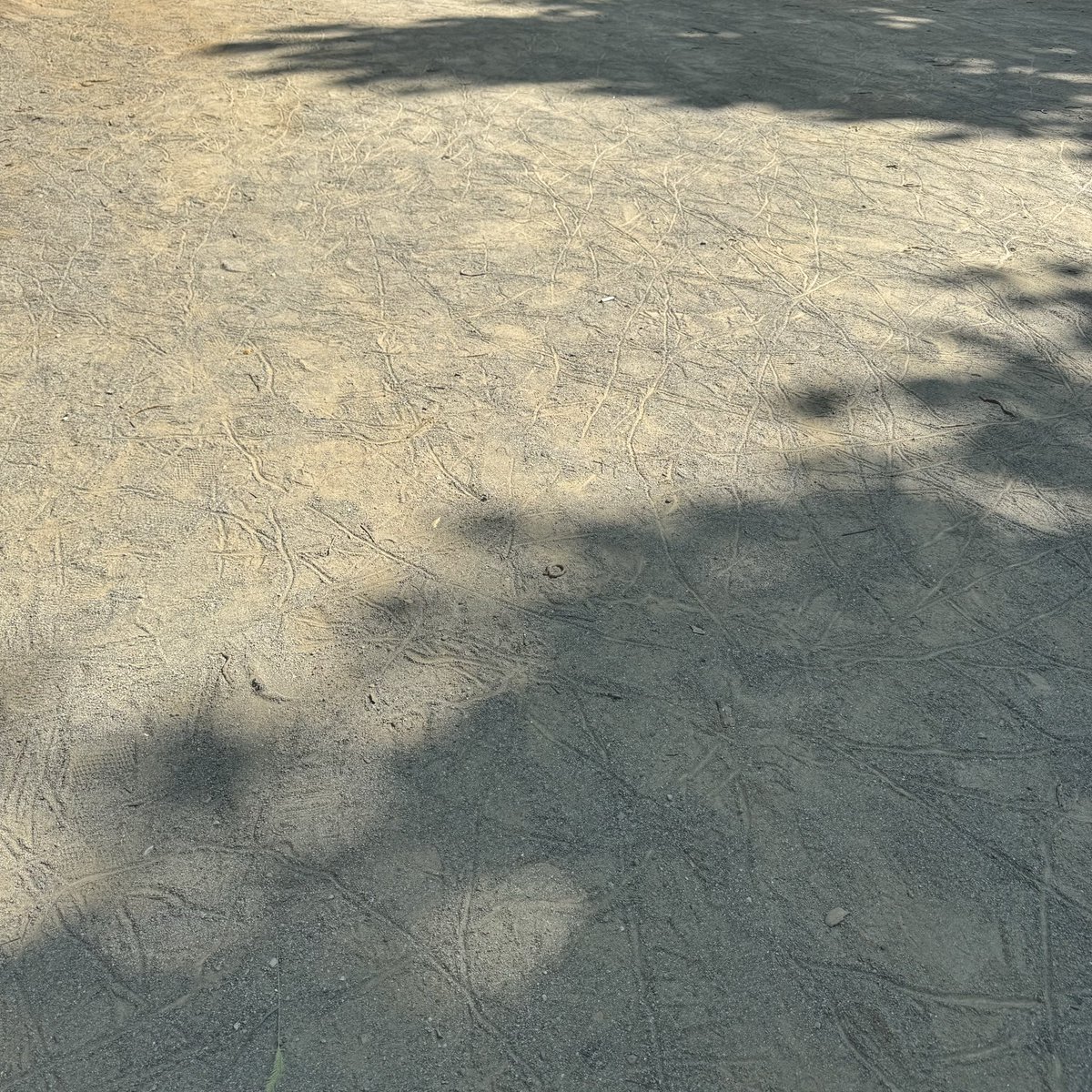 fukarchae's tweet photo. プリミミズアート(2026/07/23朝,国分寺市) https://t.co/lqy2VOSRu9