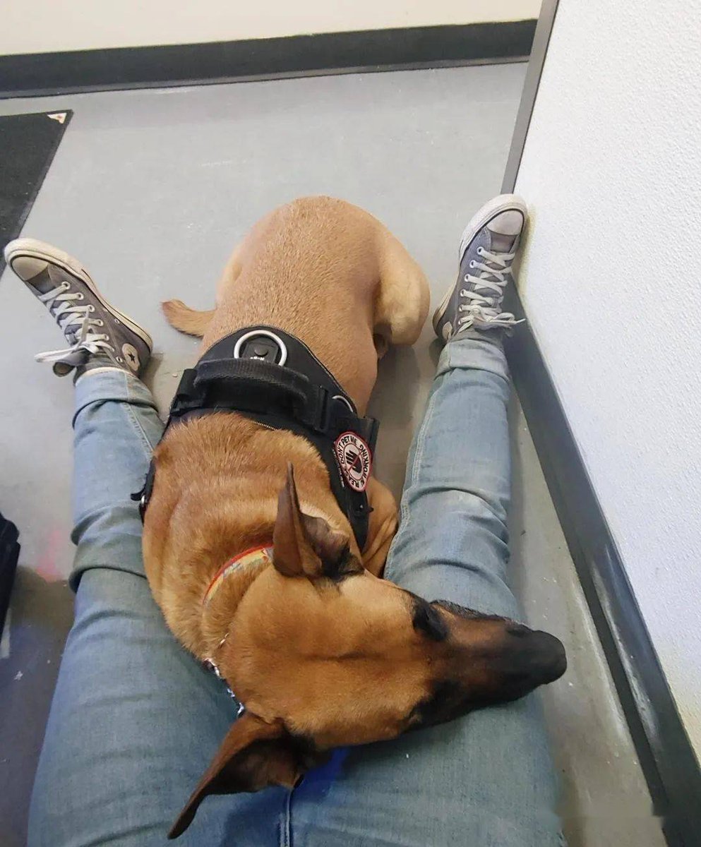 silva534077's tweet photo. [When your fur buddy curls up on your lap after a long day at work—this is the warm reset every soul needs. ] https://t.co/J0Swdbybyf