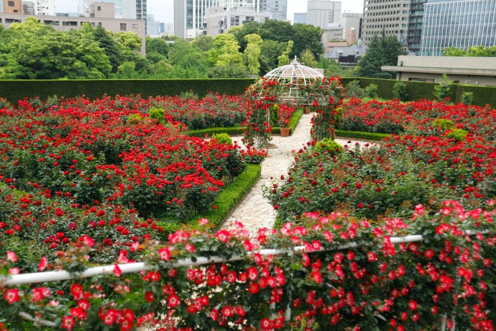 fashionpressnet's tweet photo. ホテルニューオータニ(東京)赤バラ3万輪が咲く秋の庭園「レッドローズガーデン」アフタヌーンティーも - https://t.co/eeZcISiOGO https://t.co/eNhphvfXFo