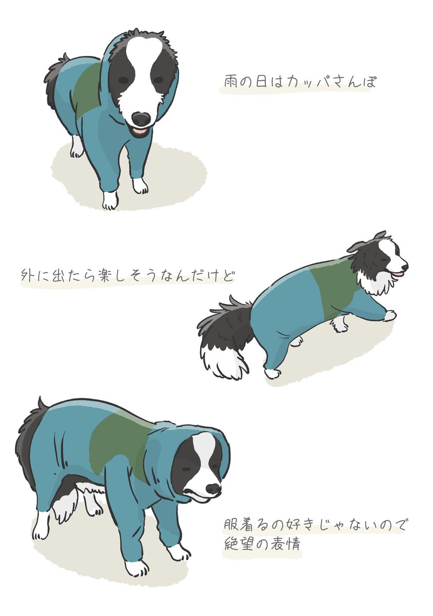 chikchikuni's tweet photo. 雨さんぽ。

#ボーダーコリー #犬日記 https://t.co/n8Go02VRLs