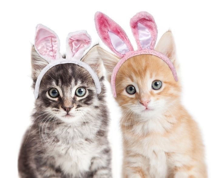 meowerser's tweet photo. https://t.co/QgmWHeN6CV
