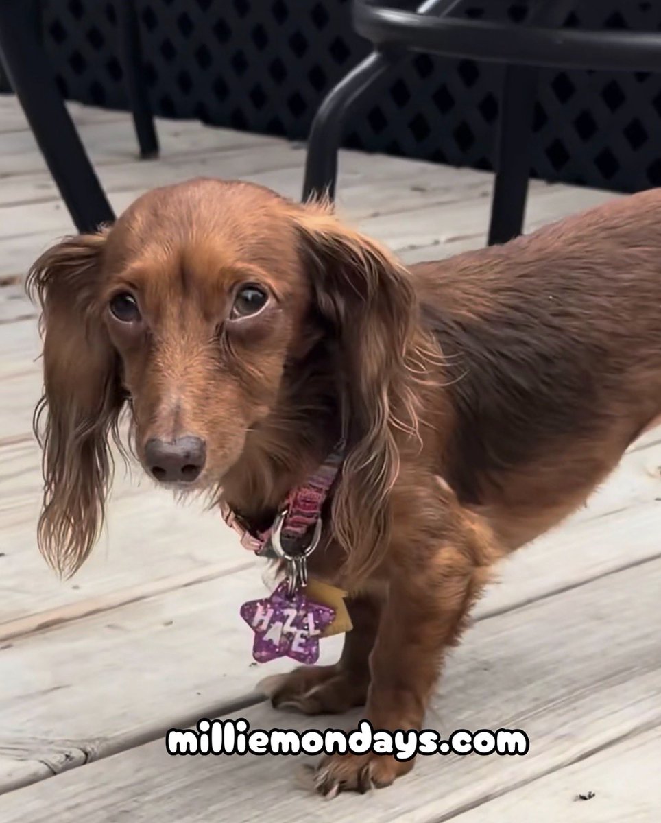 MillieMondays's tweet photo. We love little Miss Hazel!
#milliemondays #wrigleywednesdays #pup #dog #Godbless #pups #dogs #Jesussaves #puppy #doggy #puppie #doggie #puppies #doggies #puppys #doggys #pupper #puppers #doggo #doggos #wienie #wienies #wieniedog #wieniedogs #dachshund #dachshunds #wiener #wien https://t.co/KEjcqhMu2k