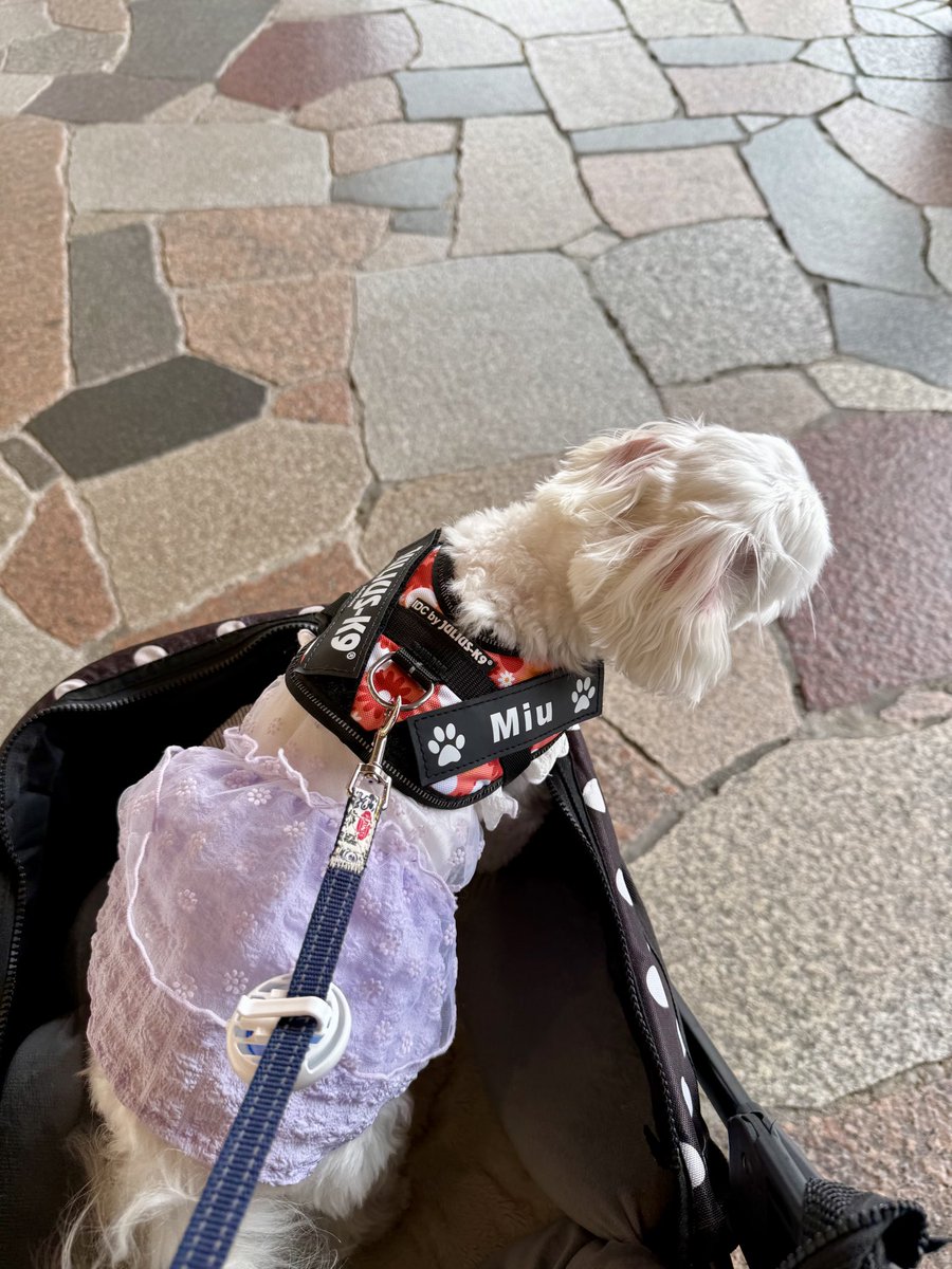 Checo56426648's tweet photo. 興奮すると耳ひっくり返る犬
#軽井沢アウトレット https://t.co/fz1FjJ2w12
