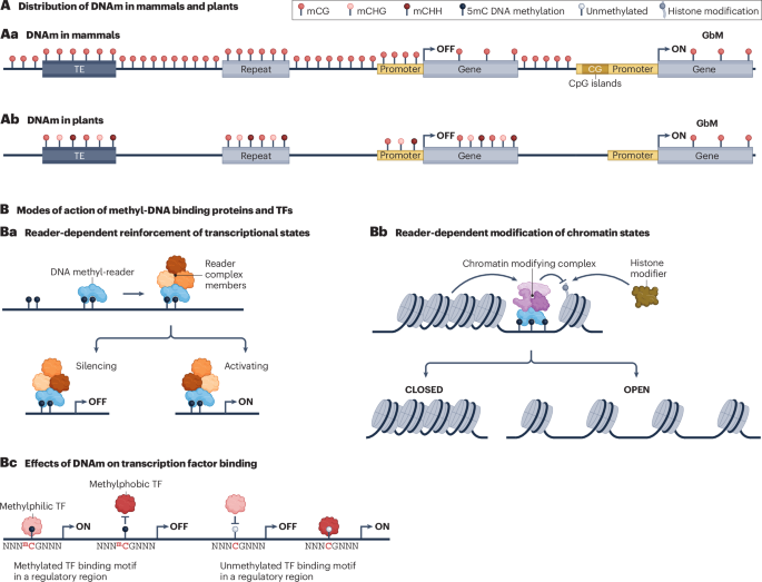 NatureRevGenet's tweet photo. New online! Gene regulatory mechanisms downstream of DNA methylation https://t.co/kZzLff7Md5 https://t.co/QZeeJefSdT