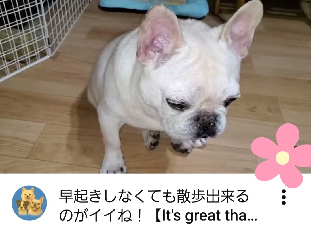 hanahana111111's tweet photo. YouTube更新しました
最新の動画はコチラです
⬇️
早起きしなくても散歩出来るのがイ イね! ▶️https://t.co/XPGQWzDgWG
#いいね #RT #ありがとうございます #ご視聴ありがとうございます #感謝 🙏 #frenchbulldogs #frenchbulldog #dogs #可愛い #cute #犬のいる暮らし https://t.co/hl1fRQalan