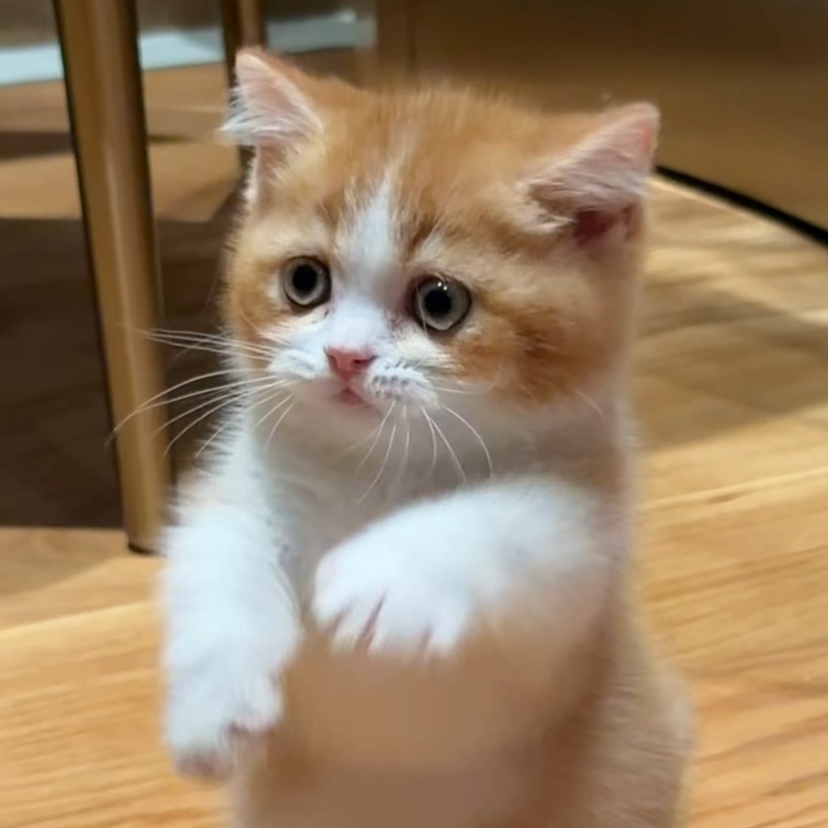 sparklewithbibi's tweet photo. น้องเฟลิกเหมือนปะป๊า 100% เลยยยนิ่ 🤲🏻 https://t.co/93nrb4mssN