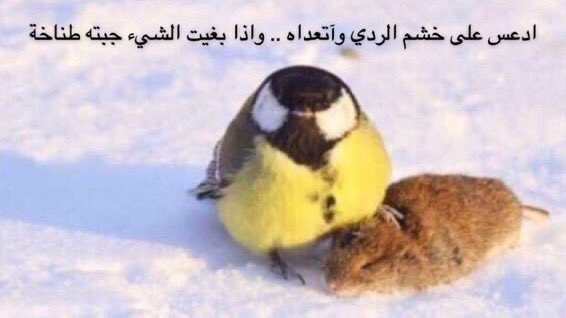 67gkk's tweet photo. #قرارات_كليه_الاداره_القصيم 
#قرارات_كلية_الادارة_القصيم https://t.co/2laCNa1dds
