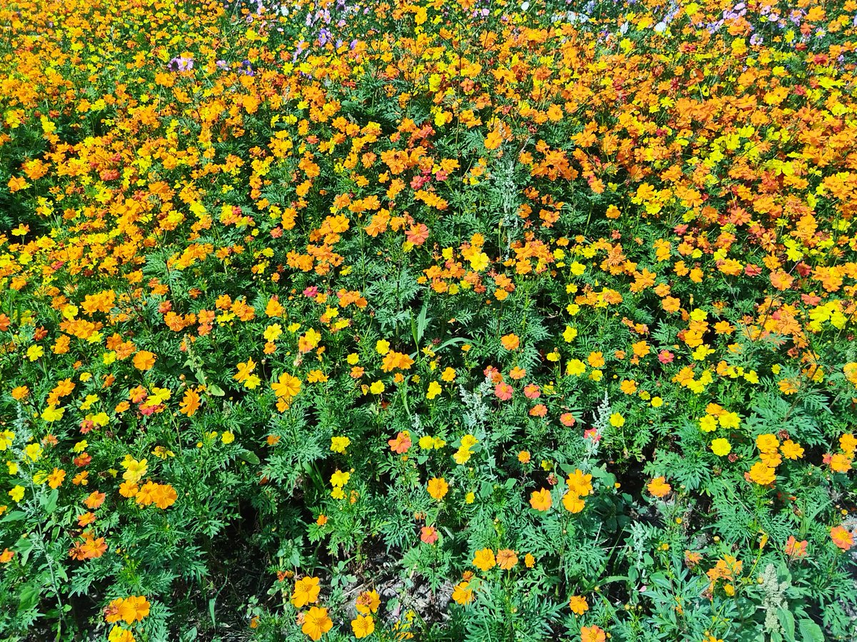 zi_feng8616's tweet photo. 看到这一片花，感觉自己的心情都好了很多！ https://t.co/IlSMNW420b