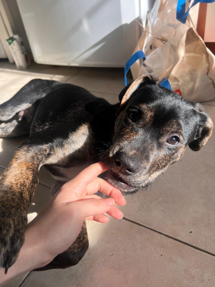 _rociog's tweet photo. Quién es el mejor perro y por qué Rosendo?!! ESTÁ EN ADOPCIÓN este bebito de tres meses.

Le tenemos que encontrar una familia, miren esa carita!!!! https://t.co/uTcvImAg1X