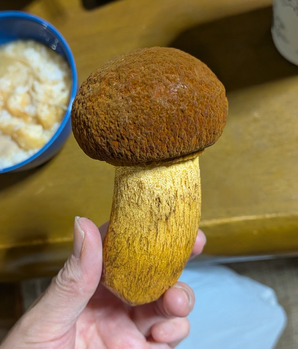 hikages's tweet photo. お久し振りです
伯父さんからアカヤマドリをもらったので調理してますがマジで硬くてでけえ…
万紫千紅は玄関に置き配されてました😇 https://t.co/UBaTX0u1zK