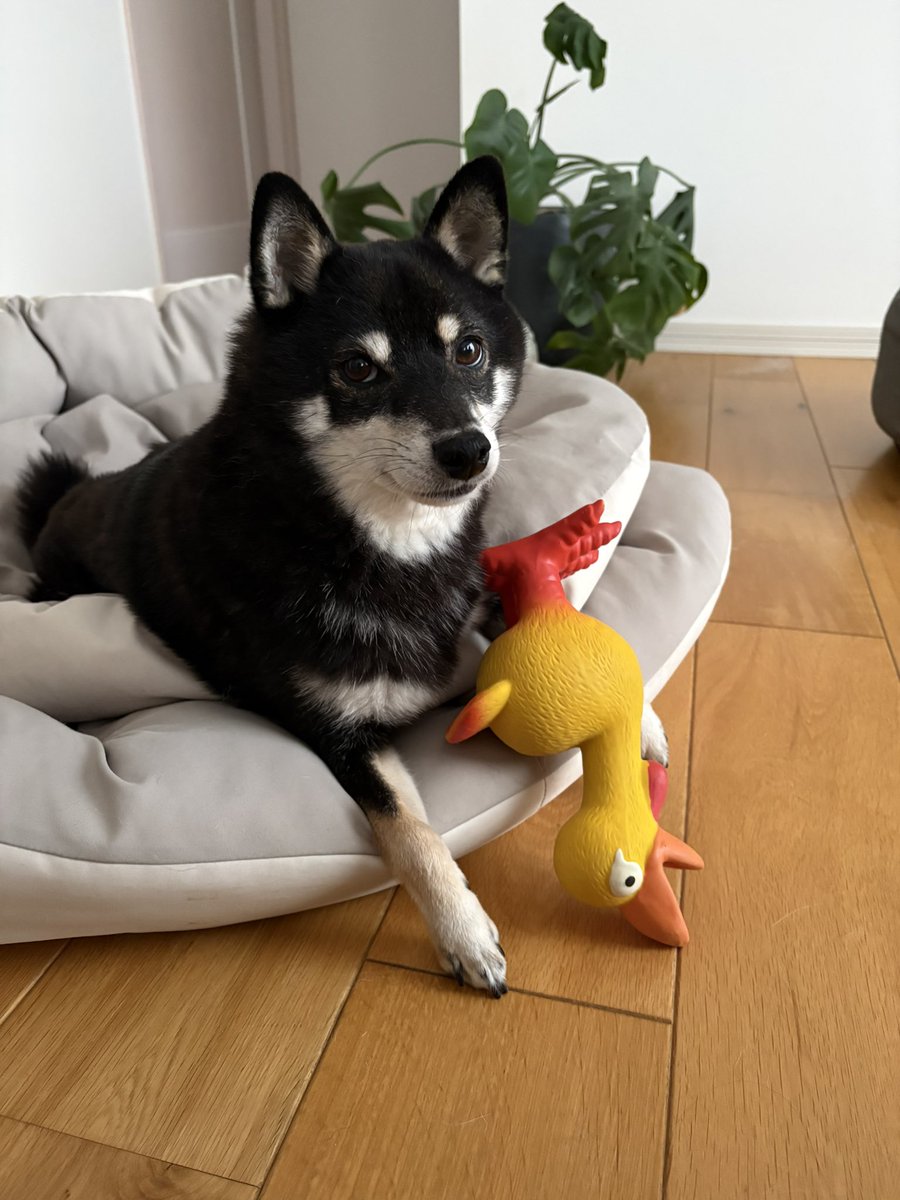 ytk8109's tweet photo. 少しずつ遊んでくれるようになってる！
取ろうとすると怒られる

#柴犬 #黒柴 #shibainu https://t.co/huhumg5KBB