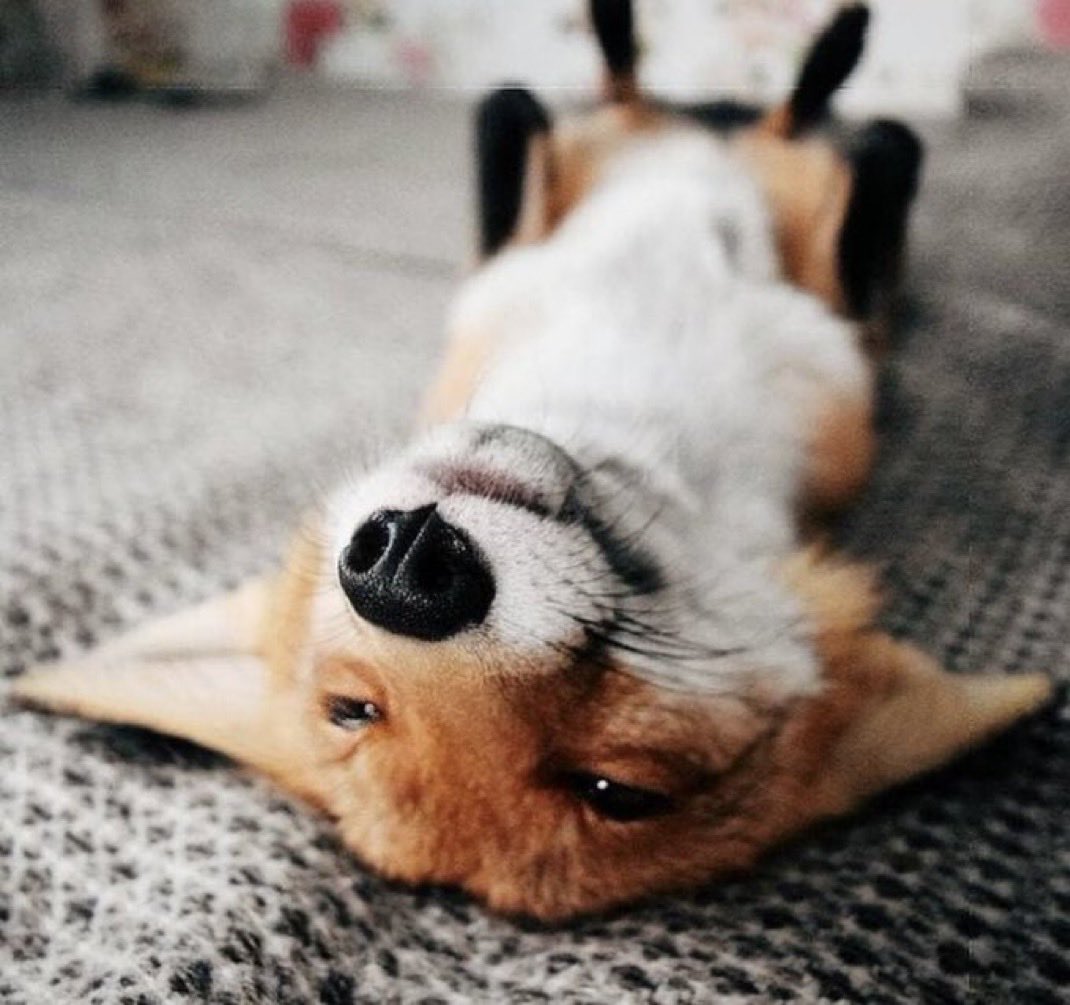 KalahariRocks's tweet photo. Happy national fox day! https://t.co/a5KurUQ8gZ