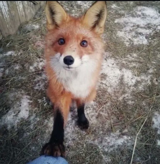 KalahariRocks's tweet photo. Happy national fox day! https://t.co/a5KurUQ8gZ