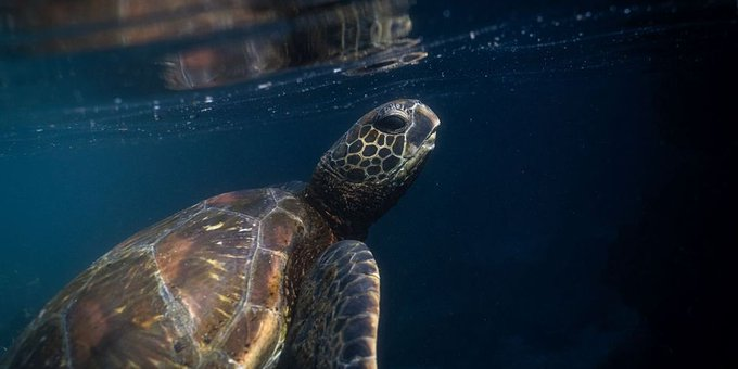 ECOWARRIORSS's tweet photo. These are species that have existed for thousands if not millions of years but are now just clinging on to life
Trump action in watering down Endangered Species Act means they will have no chance to survive and they will be expunged from Earth forever https://t.co/R12wEMigo1