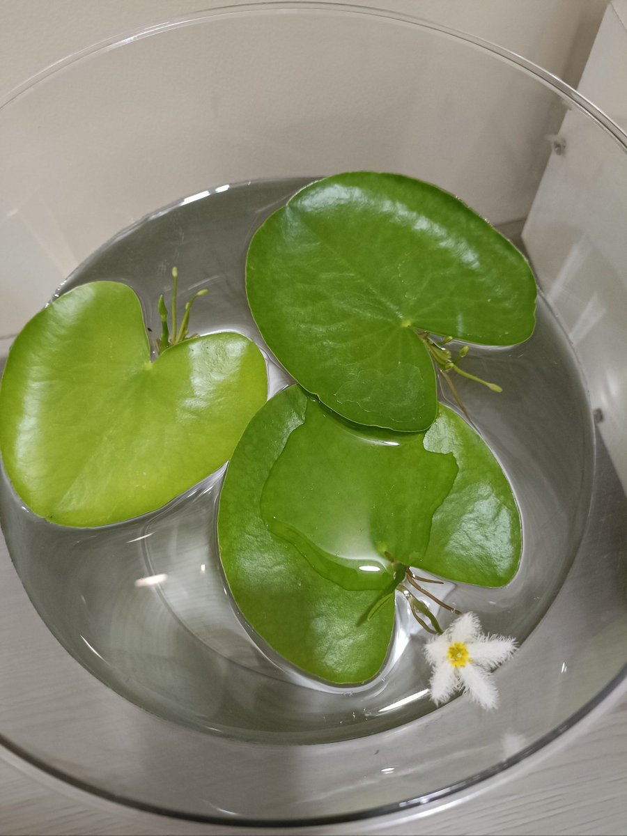 GaryMassynetq's tweet photo. Small daily habit: Drink 8 cups of water daily to boost energy, improve skin and support digestion—your body will thank you!， https://t.co/TMFWXdeCYU