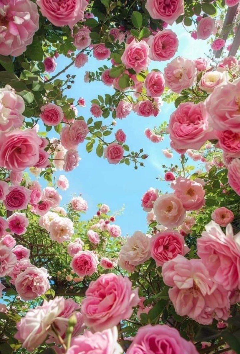 JeanetteEliz's tweet photo. Hello Everyone! 🩷 Have a beautiful day 💞🌸💕 https://t.co/tbLBnmfBxv