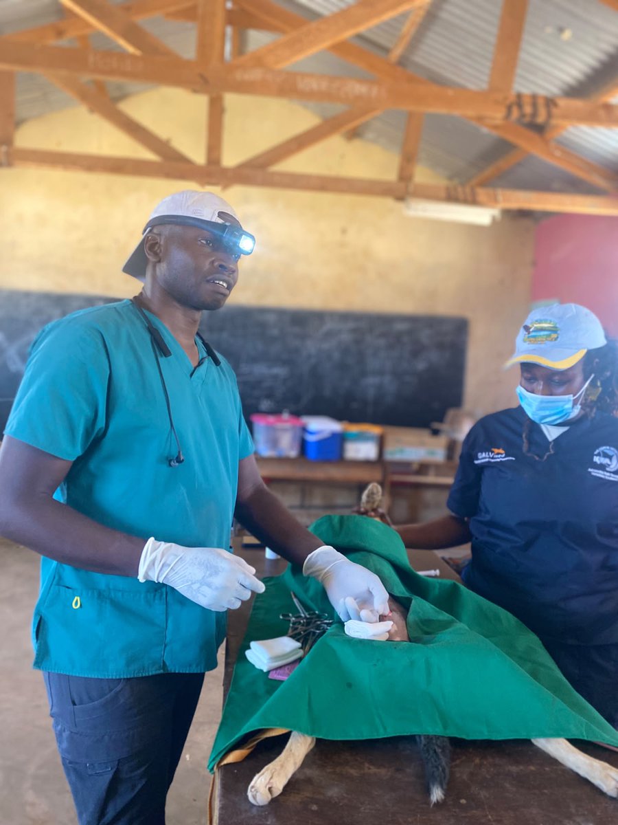 EwasoLions's tweet photo. 🐕 804 dogs &amp; cats vaccinated
✂️ 27 dogs &amp; cats sterilised

This campaign was not without its challenges. Drought conditions meant many dogs had moved out w/ livestock, making them harder to reach. Our team covered extraordinary ground; a quiet testament to their dedication.

2/3 https://t.co/8xM9ImVCkH