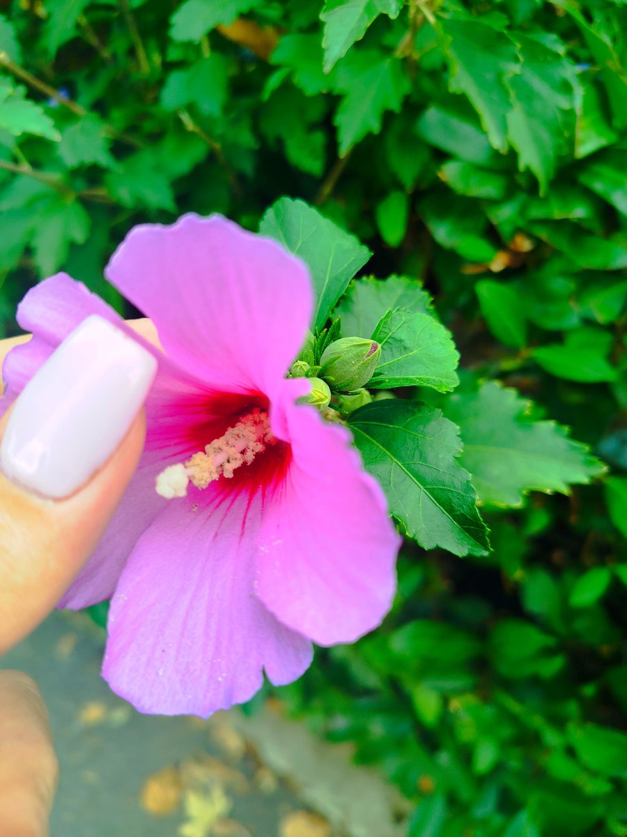 dimenticateMI's tweet photo. Gli ultimi ibiscus 🌺
prima dell'autunno, per voi che avete sempre una bella parola per me. https://t.co/bE46YVR6ID