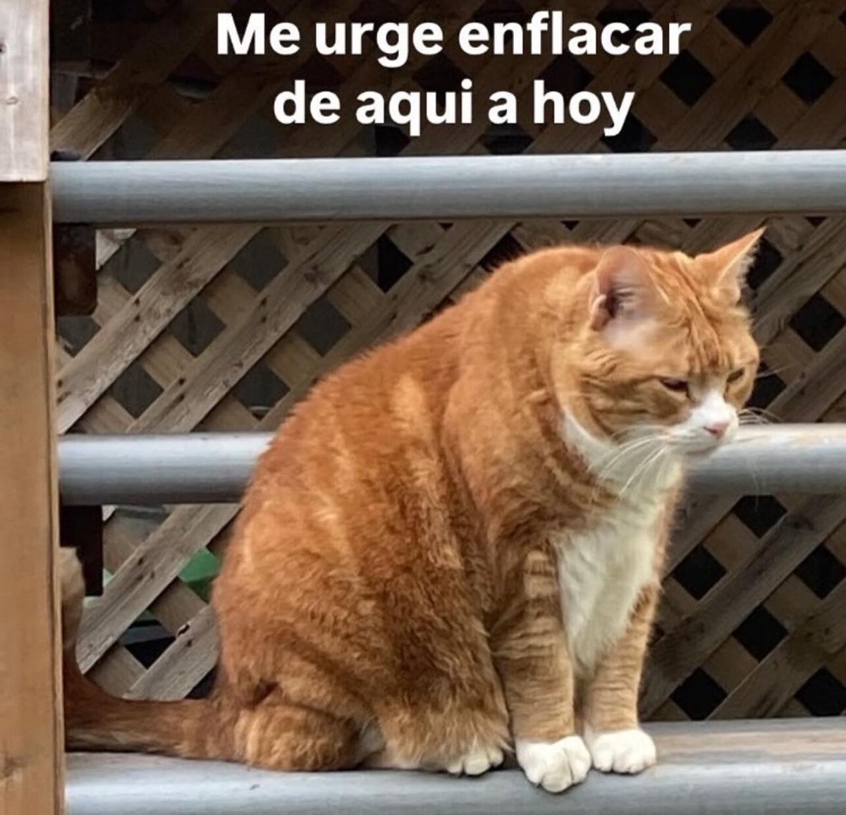cornulda's tweet photo. me urge https://t.co/U16pNlDVrB