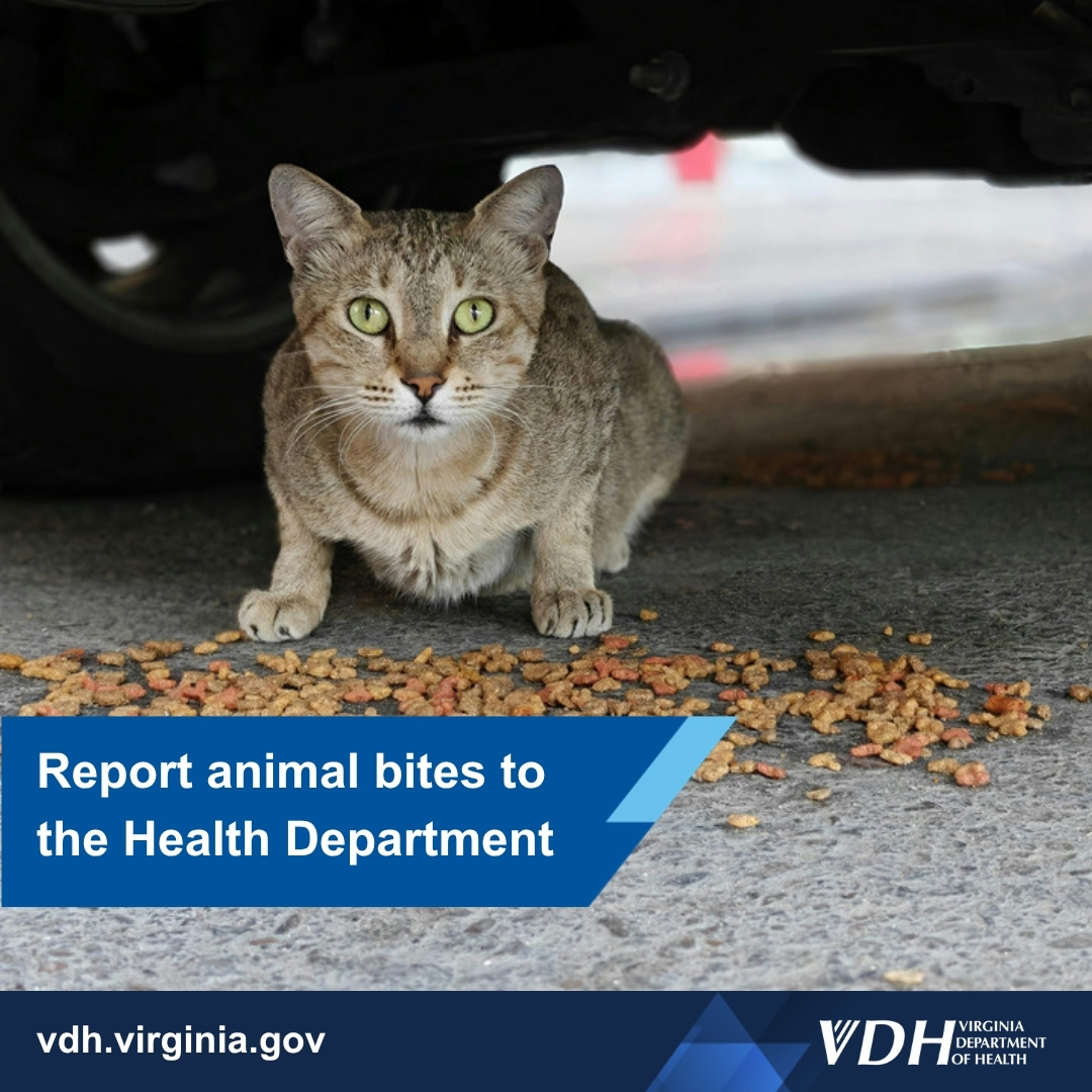 Tabby cat with green eyes crouching near scattered dry cat food under a vehicle on pavement.
