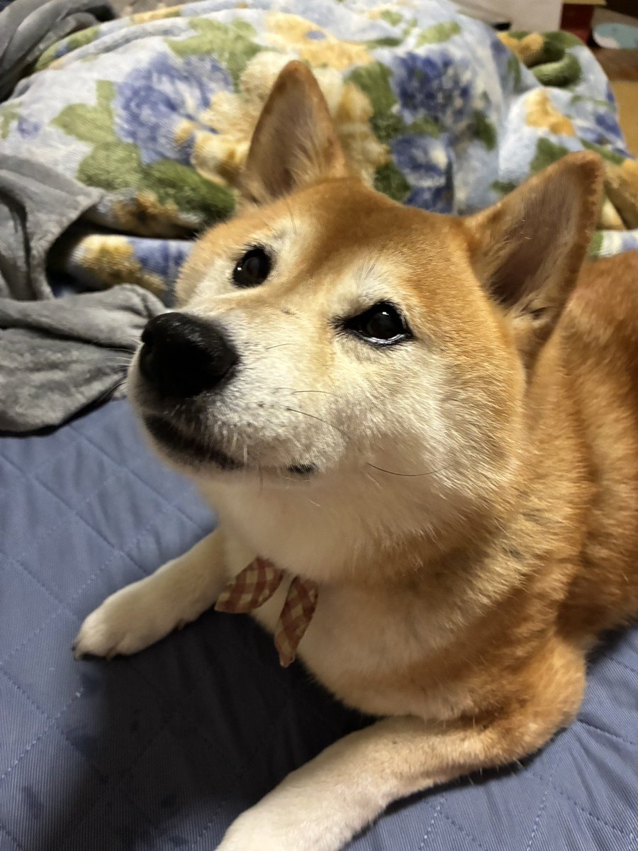 kipopipop's tweet photo. 初めてのおやつが思いのほか美味しかった顔 https://t.co/aUPeK7iKcn