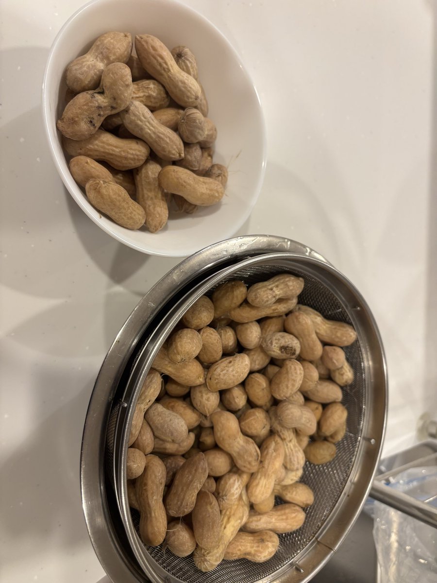 yokoym's tweet photo. 茹でた落花生を初めて食べだけどホクホクで美味しい
冷えたら冷えたでそれも美味しい
枝豆みたいだ… https://t.co/oWwrCR6Xa0