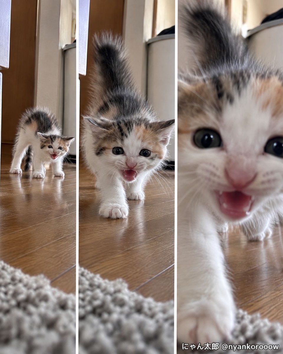 nyankorooow's tweet photo. 迫力を出すたび、可愛さだけ増えてくる。 https://t.co/BXRF2k90v7