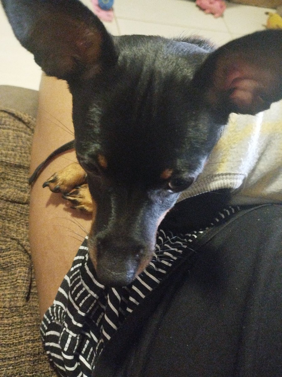 _Carolzinhapv's tweet photo. Imagina um cachorro carente 🥹 https://t.co/qbNIeReITe