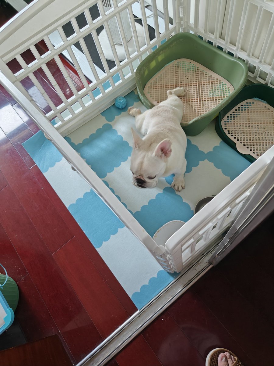 glork914320's tweet photo. [My fluffy puppy just grew from wobbly tiny baby to zooming fur baby in 3 months—love every chaotic, snuggly second of this pet parent journey ]， https://t.co/hWrs6A5FOn