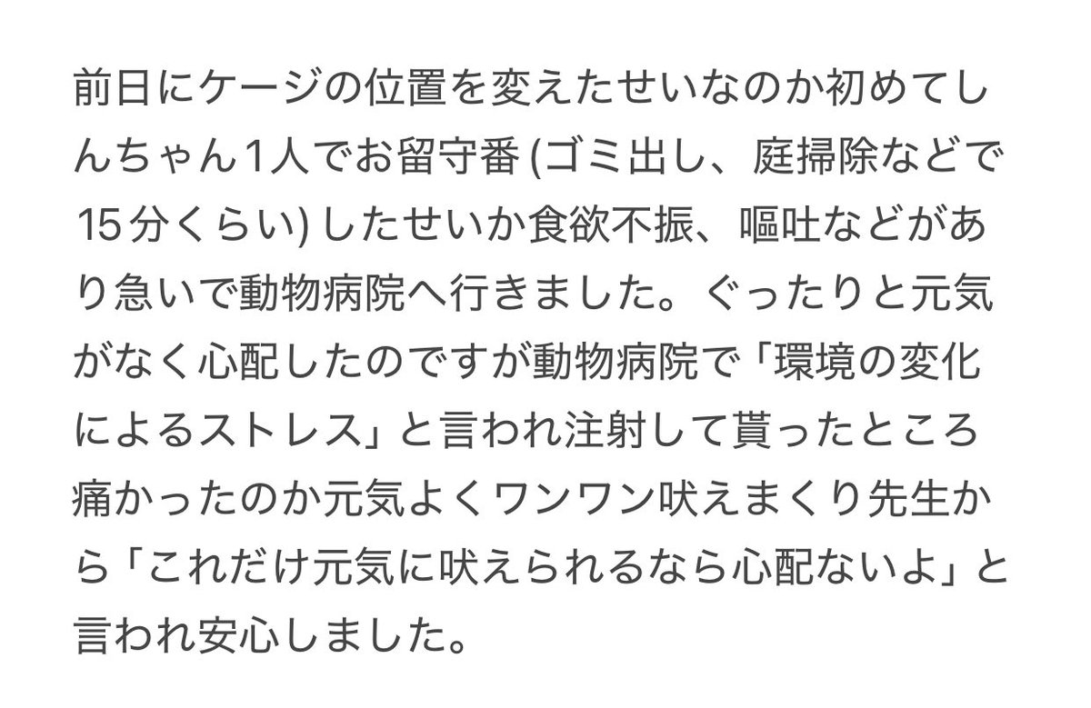 CorgiShinchan's tweet photo. ←お迎え5日目　去年9/17 ワンちゃんぬいぐるみとお休み中　お迎えして初めて病院にも行きましたが心配はなさそうで安心しました(詳しくは3枚目の画像)
今日同じぬいぐるみと遊ぶしんちゃん♡→
#コーギー
#Corgi
#犬好きさんと繋がりたい https://t.co/CPW537F7po