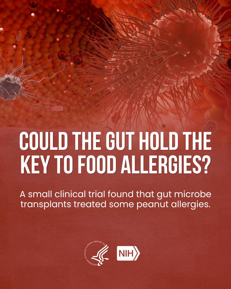 Red-toned image featuring microscopic renderings of cells. The text reads: "Could the gut hold the key to food allergies? A small clinical trial found that gut microbe transplants treated some peanut allergies." Logos for the U.S. Department of Health & Human Services and NIH are at the bottom.
