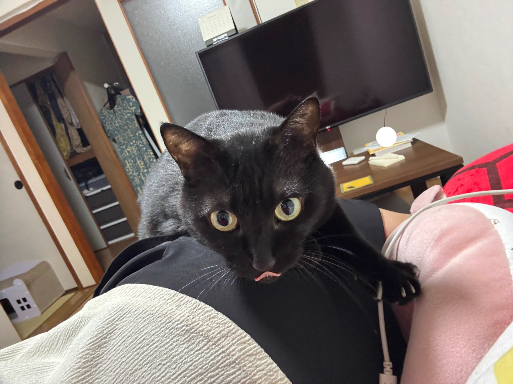 黒猫あさり on X: 