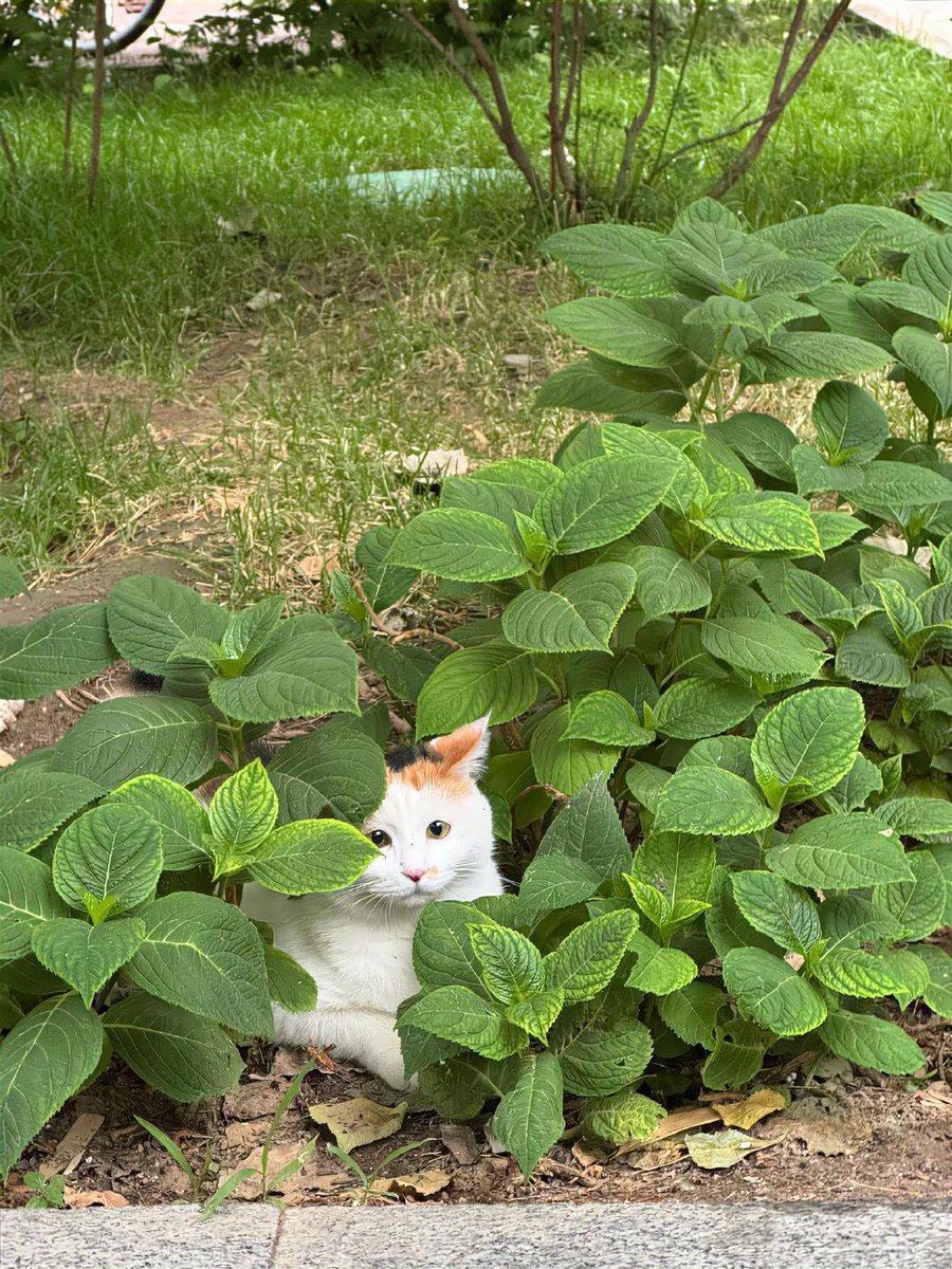 JanisHogston's tweet photo. 誰しも、時々完全に姿を消したい瞬間があるものですね。私も、たまにはそうしていたい。 https://t.co/QcXYkpEUHJ