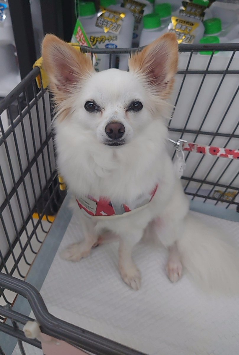 nonoAP_0403's tweet photo. 本日(2026/9/17)のノノさん🐕✨

14日深夜に帰宅してそこから仕事などでバタバタ、少しポストが遅くなりました💦ノノちゃん元気です✨

今日は混合ワクチンを接種しに病院へ
いつも病院に入ると震え出しますが、💉は静かに受けれます(笑)

今日はゆっくり休んでね https://t.co/eSRCdL04VZ