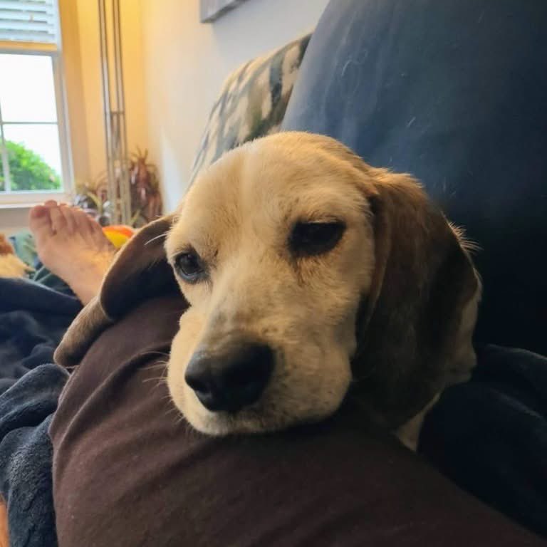 TriBeagles's tweet photo. Adoptable senior beagle of the day-Erin! https://t.co/9ThW7xYB7a https://t.co/3fizyU6nFB