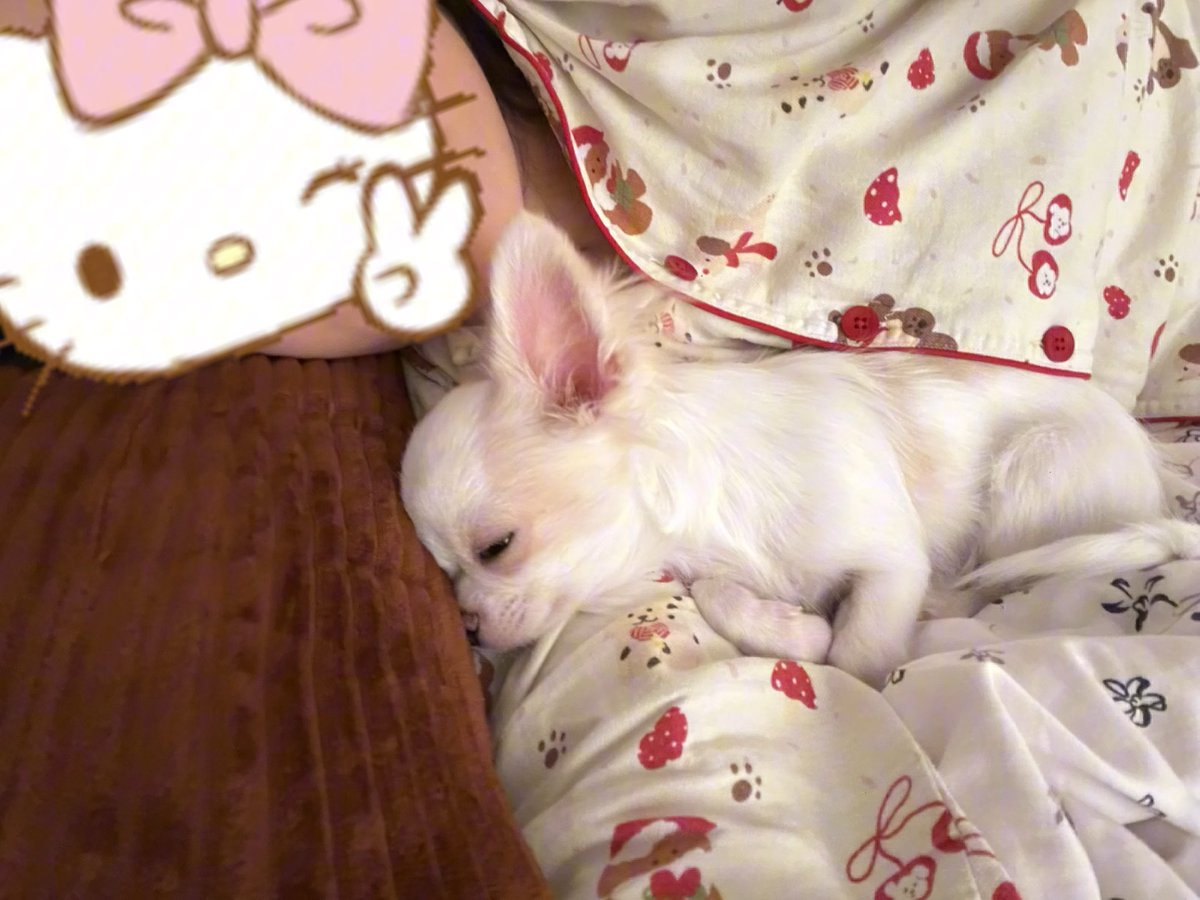 LatoniaPerney's tweet photo. Puppy + lazy Sunday couch = the ultimate vibe boost  No plans, just snuggles and tail wags to make every stress melt away. https://t.co/2DmAucVMlX